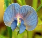 Lathyrus