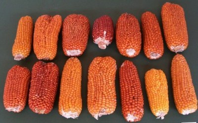 maize ears