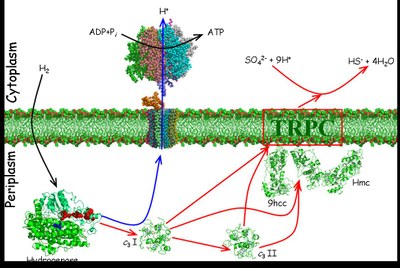 hydrogen metabolism.jpg