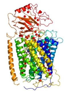 Quinoloxidase.jpg