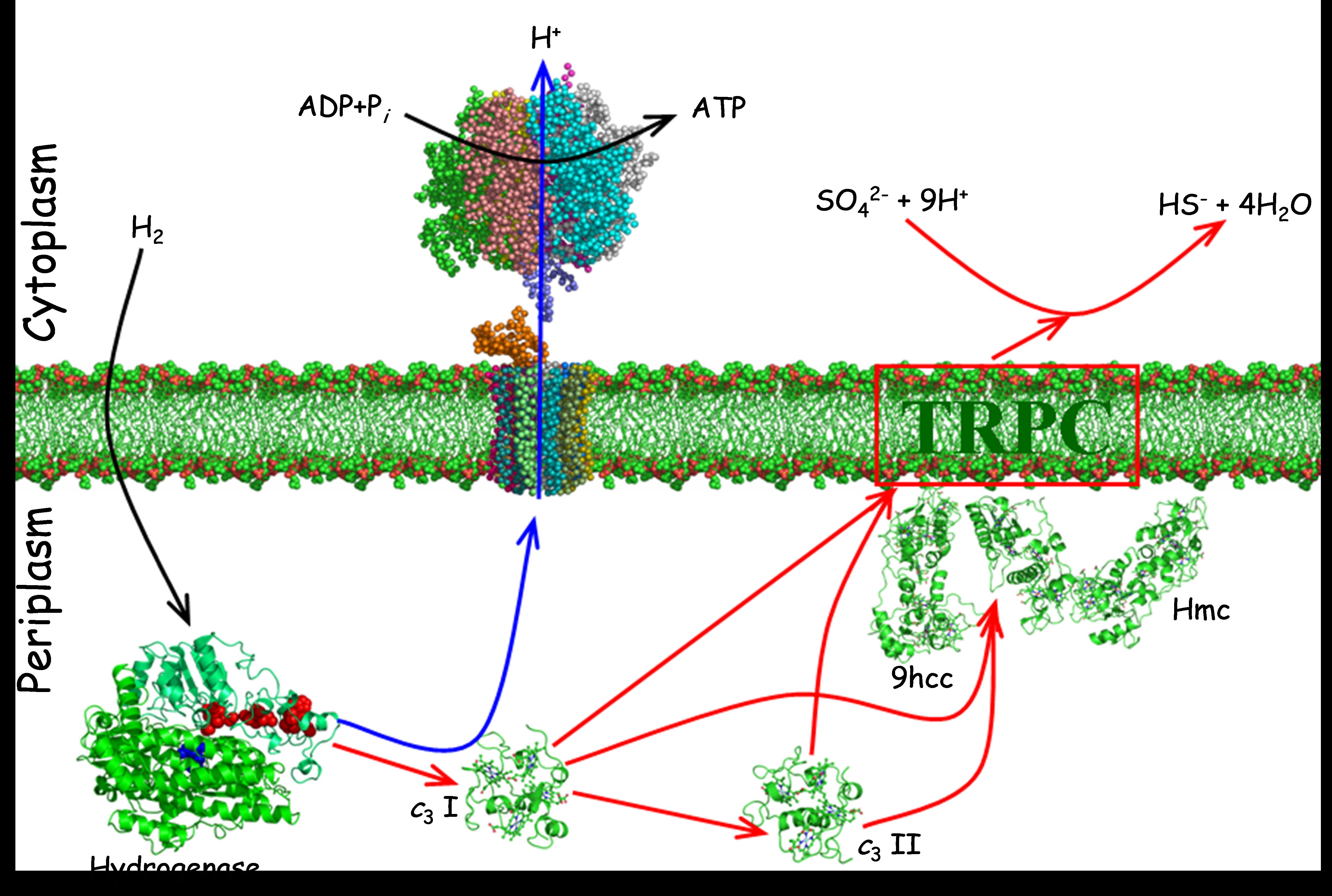hydrogen metabolism.jpg
