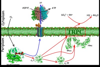 hydrogen metabolism.jpg