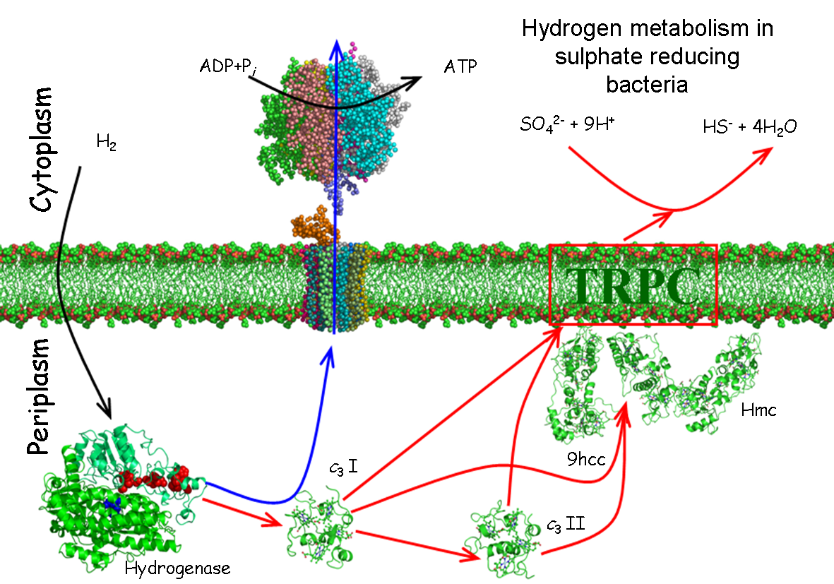hydrogencycle.png