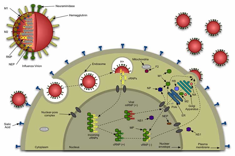 influenza_life_cycle_overview.jpg