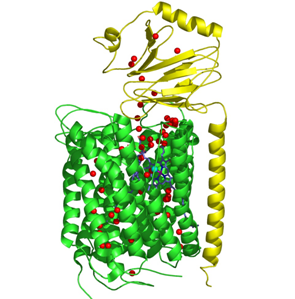 quinol.png