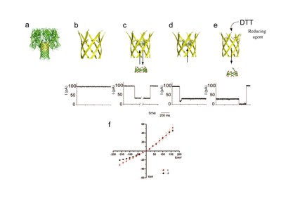 Bio-engineering: b-cylodextrin binding to modified a-hemolysin