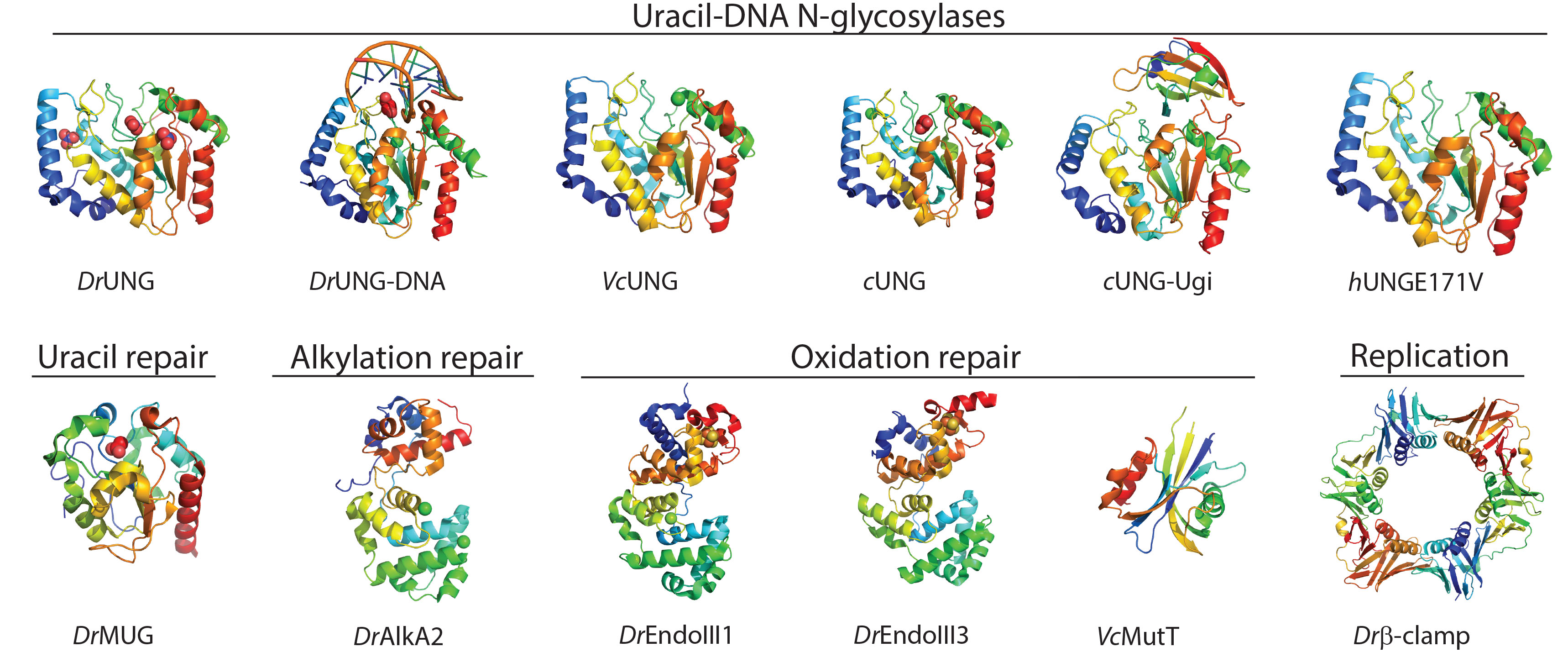 Elin Moe Glycosylases