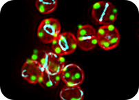Breaking Symmetry: how spherical bacteria organize their DNA for survival