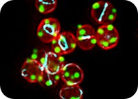 Breaking Symmetry: how spherical bacteria organize their DNA for survival