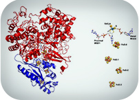 A bacterial protein for carbon neutrality