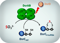 A boost to sulfur metabolism