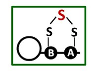 A fresh look at sulfur metabolism