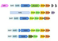 A new family of proteins for energy metabolism