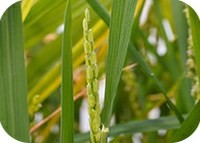 A new light in rice flowering