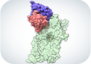 A new target to fight tuberculosis