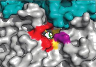 A snapshot of sulfur bioenergetics