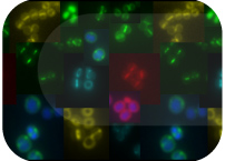 Bacterial growth, antibiotic resistance and dormancy