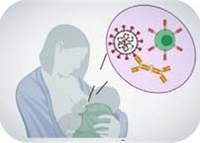 Breastmilk of vaccinated women is key to infant’s immunity against COVID-19