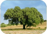 Cork oak tree whole genome sequenced by Portuguese team