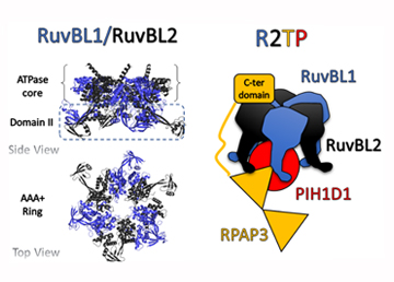 Drug-target proteins mediate ribosome biogenesis, cell growth and proliferation