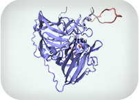 Dynamic loops towards an efficient biocatalysis 