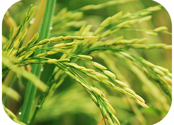 Environment can be more harmful to rice than genetic engineering