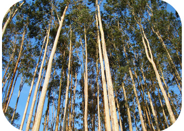Eucalyptus genome sequenced