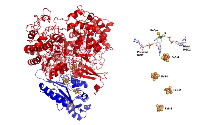 Figure– DvFdhAB structure