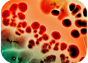 Filamentous fungi biopaintings