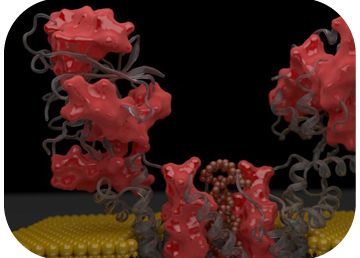 First 3D structure of phosphotransferase 