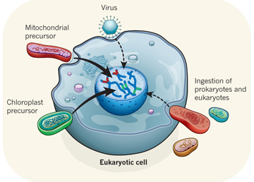 Genomes uncover life's early history