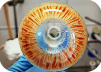 Giulia Francescato distinguida com o Prémio Melhor Tese 2024