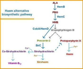 Alternative haem biosynthesis