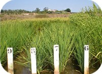 History of rice featured in Nature Plants