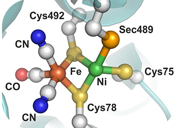 How selenium does the trick