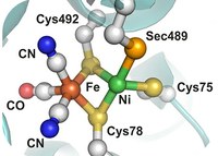 How selenium does the trick