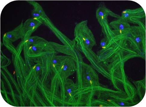 How sperm cells tails are formed