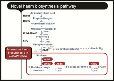 Novel haem biosynthesis