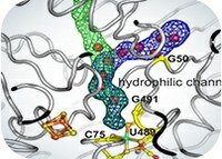 Improving a biological hydrogen machine