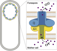 Intercellular communication 101