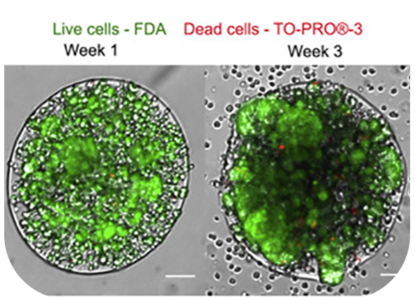 Introducing innate immunity to 3D tumour models 