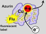 ITQB researchers integrate RTN in redox enzymology