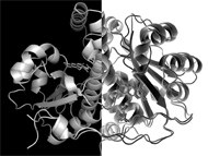 Killer or defender of S. aureus: antagonistic behaviour of a single enzyme 