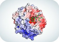 The subtle connection between a tumor virus and leukemia