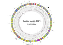 Life in the lab changes bacteria