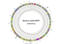 Life in the lab changes bacteria