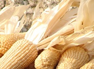 Maize seeds make researchers start from scratch