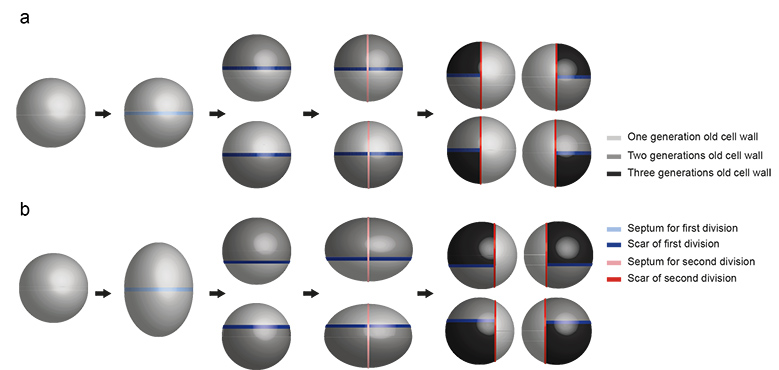 Monteiro et al., Nature Communications