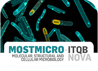 Applications for 15 MOSTMICRO PhD Fellowships are open!