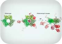 New approaches to disordered proteins